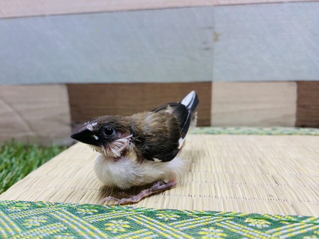 十姉妹（ジュウシマツ）