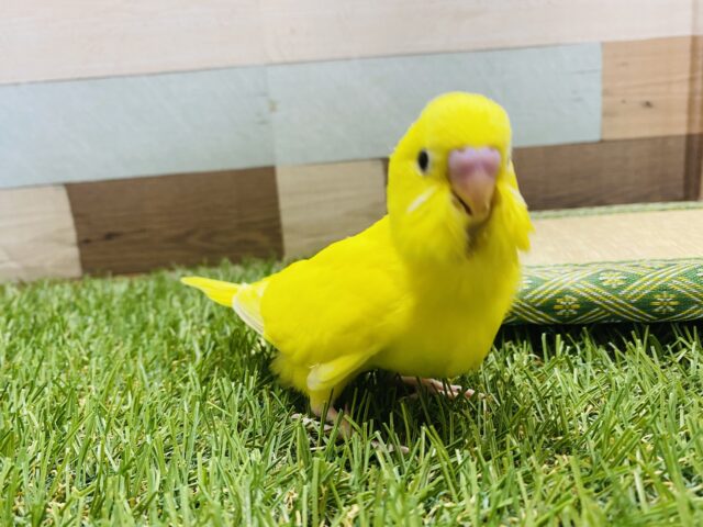 セキセイインコ