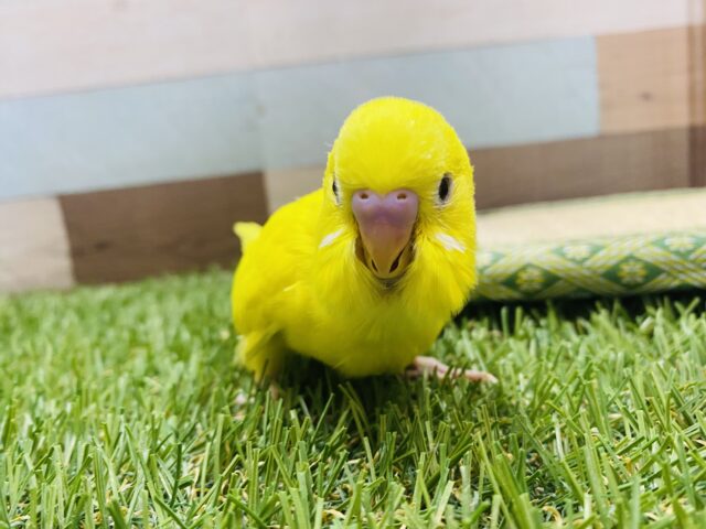 セキセイインコ