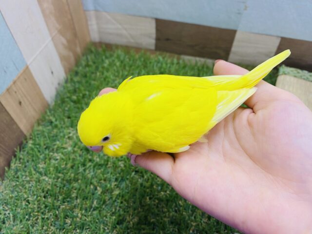 セキセイインコ
