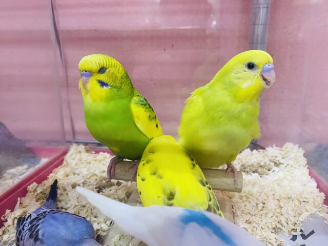 セキセイインコ