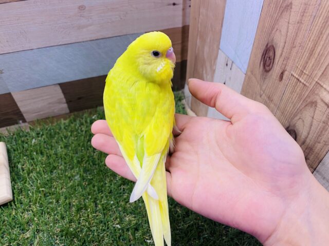 セキセイインコ