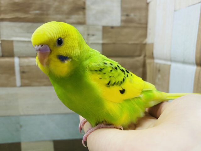 最新画像有り⭐️ヒナ餌卒業❤️チラッとカメラ目線バッチリなんです!セキセイインコパイドカラー💚 セキセイインコ