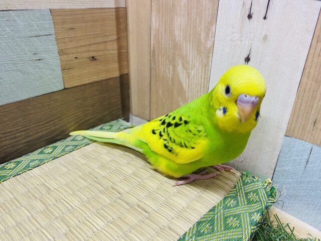 最新画像有り⭐️ヒナ餌卒業❤️チラッとカメラ目線バッチリなんです!セキセイインコパイドカラー💚 セキセイインコ