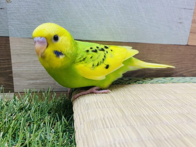 最新画像有り⭐️ヒナ餌卒業❤️チラッとカメラ目線バッチリなんです!セキセイインコパイドカラー💚 セキセイインコ