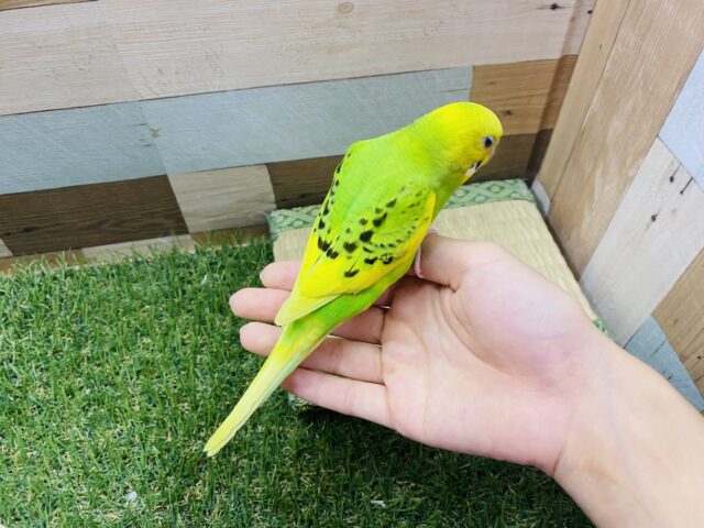 セキセイインコ