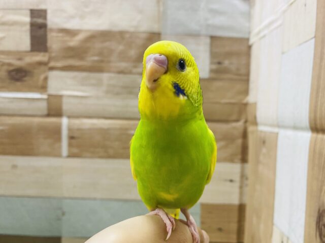 最新画像有り⭐️ヒナ餌卒業❤️チラッとカメラ目線バッチリなんです!セキセイインコパイドカラー💚 セキセイインコ