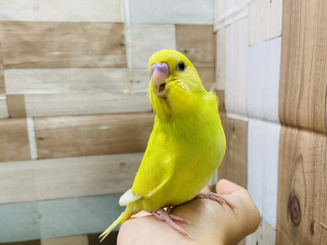 セキセイインコ