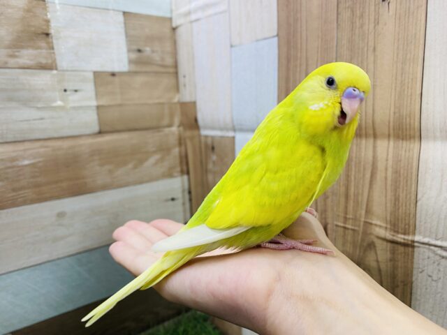 セキセイインコ