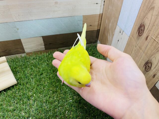 セキセイインコ