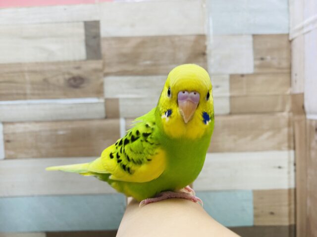 最新画像有り⭐️ヒナ餌卒業❤️チラッとカメラ目線バッチリなんです!セキセイインコパイドカラー💚 セキセイインコ