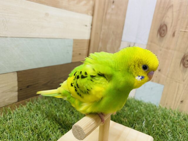 最新画像有り⭐️ヒナ餌卒業❤️チラッとカメラ目線バッチリなんです!セキセイインコパイドカラー💚 セキセイインコ