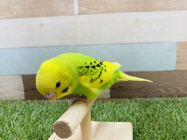 最新画像有り⭐️ヒナ餌卒業❤️チラッとカメラ目線バッチリなんです!セキセイインコパイドカラー💚 セキセイインコ