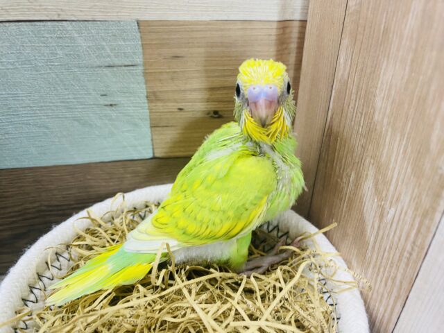セキセイインコ