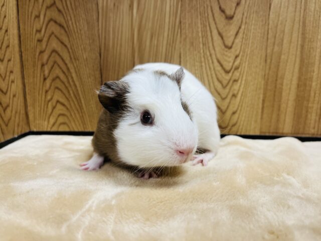 クレステッドモルモット