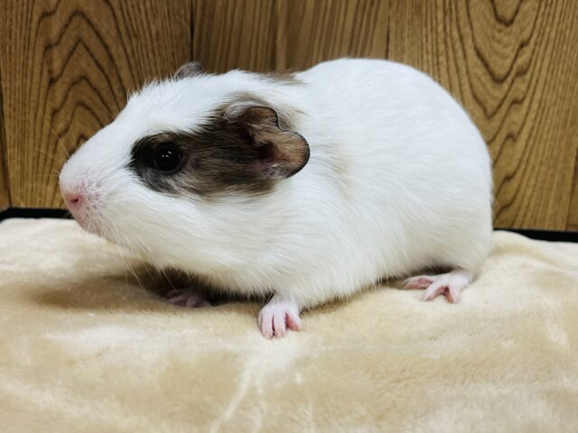 クレステッドモルモット