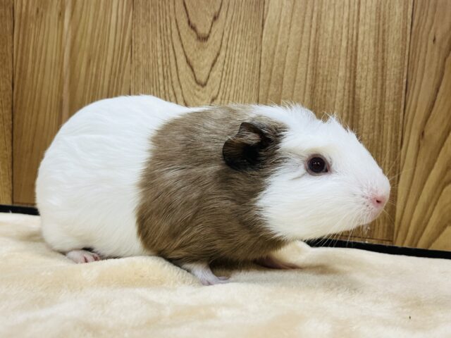 クレステッドモルモット