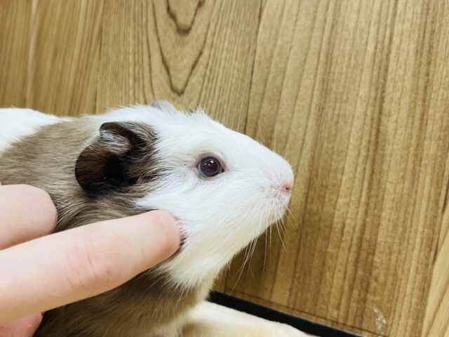 クレステッドモルモット