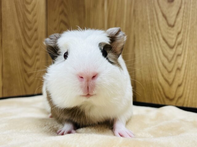 クレステッドモルモット