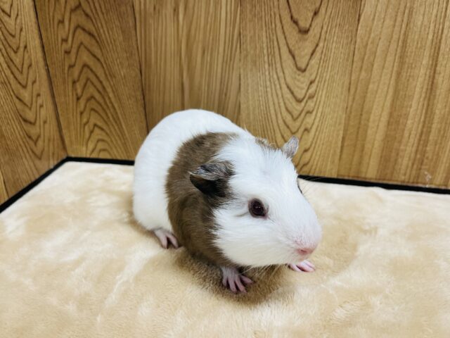 クレステッドモルモット