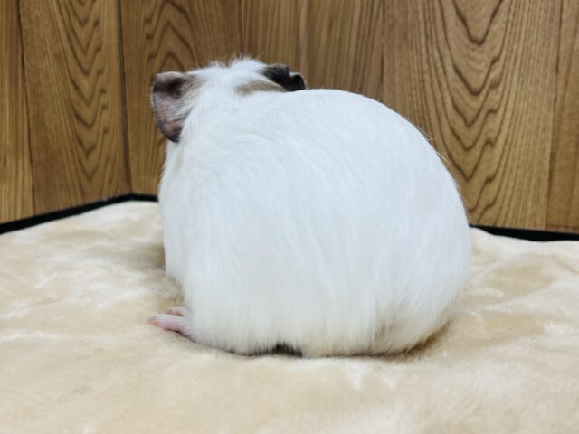 クレステッドモルモット