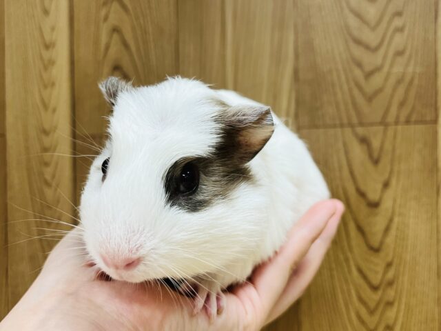 クレステッドモルモット