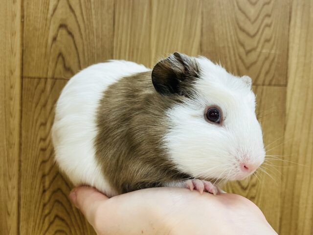 クレステッドモルモット