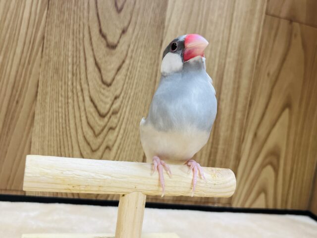 シルバー文鳥