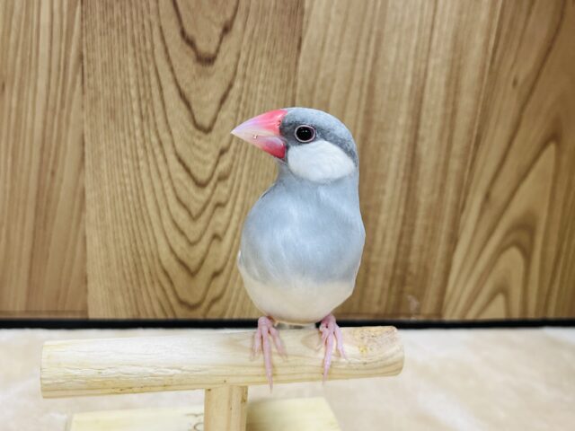 シルバー文鳥