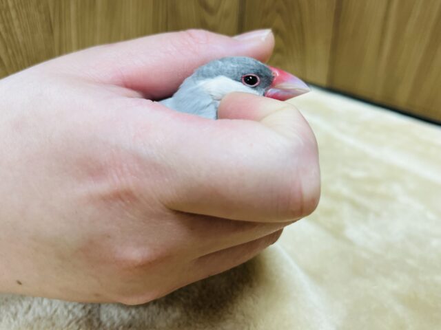 シルバー文鳥