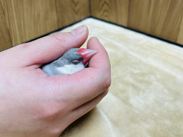 シルバー文鳥