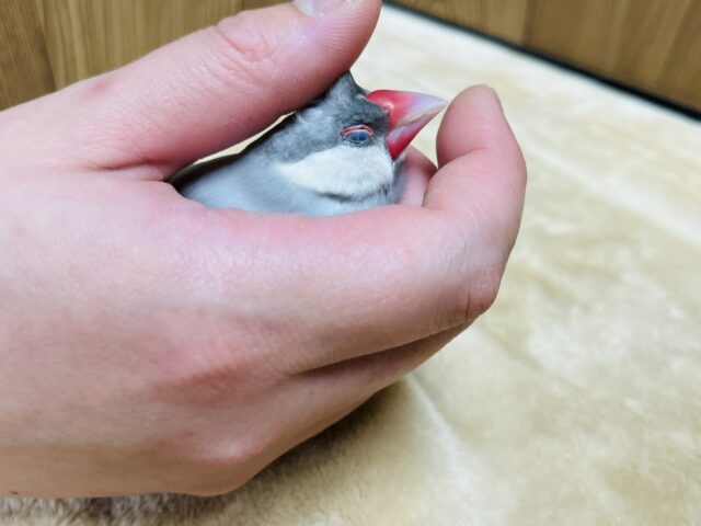 シルバー文鳥