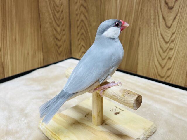 シルバー文鳥
