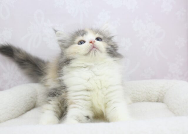 ノルウェージャンフォレストキャット