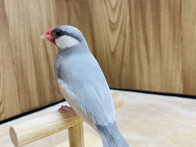 シルバー文鳥