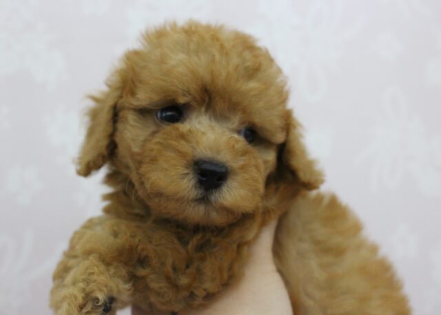 トイプードル
