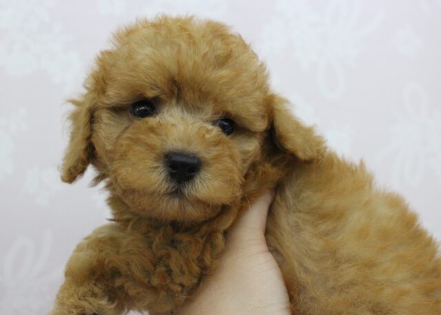 トイプードル