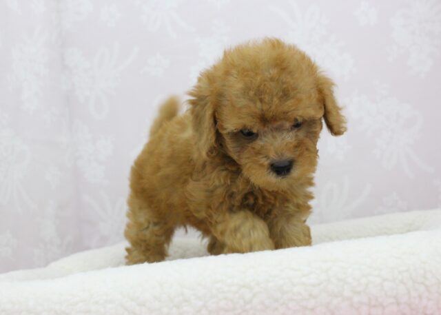 トイプードル