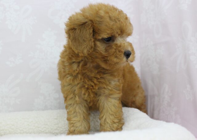 トイプードル