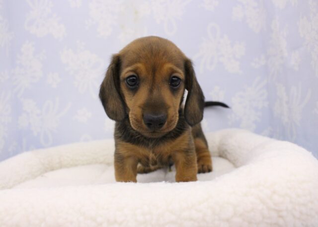 カニンヘンダックス