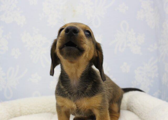 カニンヘンダックス