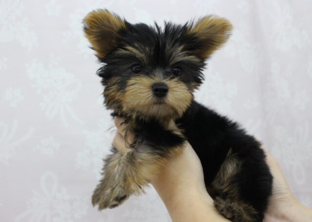 ヨークシャテリア