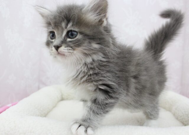 ノルウェージャンフォレストキャット