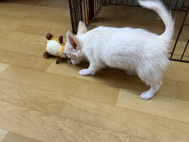 ポメチー（ポメチワ）