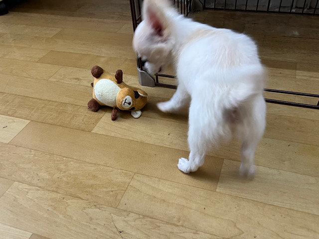 ポメチー（ポメチワ）