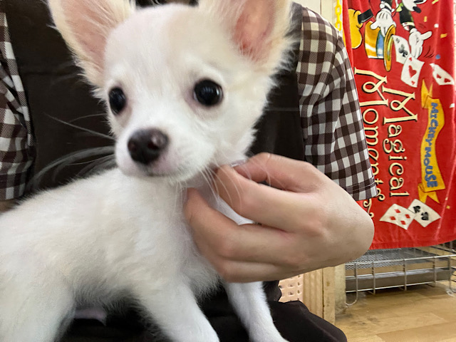 ポメチー（ポメチワ）