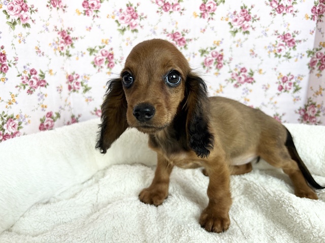 スタンダードダックス