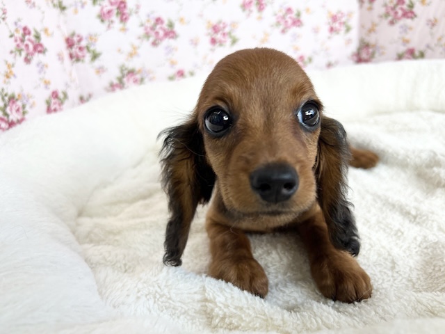 スタンダードダックス