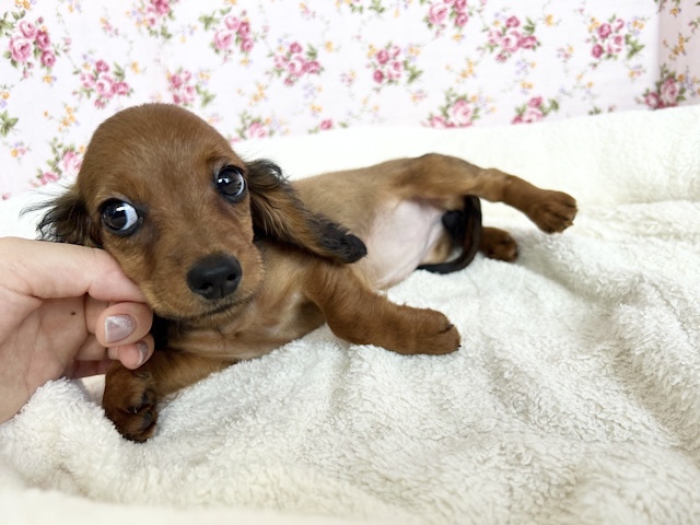 スタンダードダックス