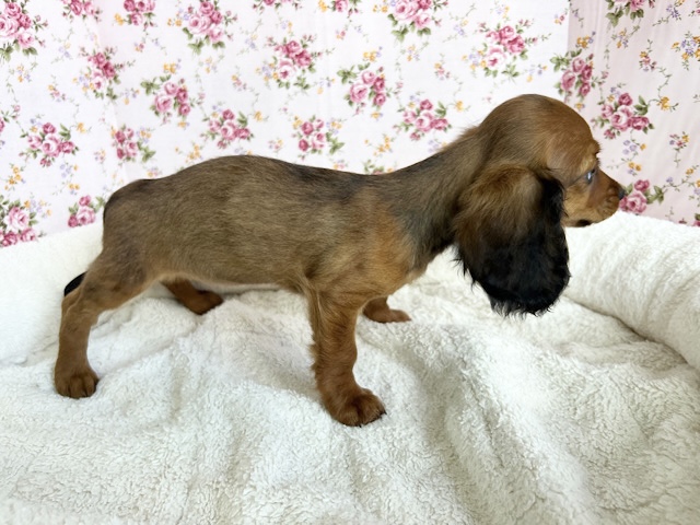 スタンダードダックス